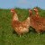 fournisseurs RHD bio